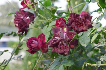 Beautiful dark red rose flower closeup in garden, A very beautiful dark red rose flower bloomed on the rose tree, Rose flower closeup, bloom flowers, Natural spring flower, Natural floral background,