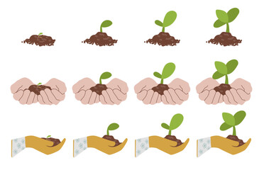 Set with gradual plant growth. Scheme from sprout to adult plant. Botanical vector illustration isolated on white background