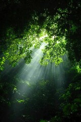 Obraz premium Sunlight through the tree canopy in a forest for nature and travel websites