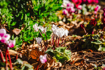 見福公園シクラメンの花48