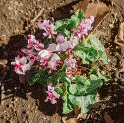 見福公園シクラメンの花13