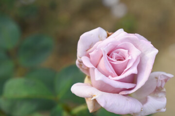 Beautiful lady pink rose flower closeup in garden, A very beautiful lady pink rose flower bloomed on the rose tree, Rose flower closeup, bloom flowers, Natural spring flower, natural floral background