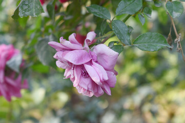Beautiful lady pink rose flower closeup in garden, A very beautiful lady pink rose flower bloomed on the rose tree, Rose flower closeup, bloom flowers, Natural spring flower, natural floral background