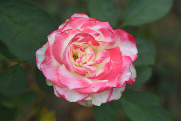 Beautiful pink white rose flower closeup in garden, A very beautiful pink white yellow rose flower bloomed on the rose tree, Rose flower closeup, bloom flowers, Natural spring flower floral background