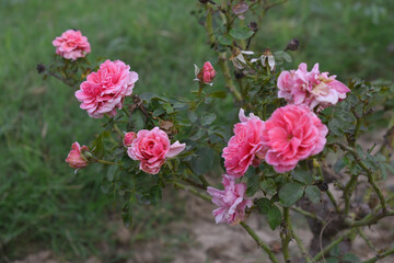 Beautiful pink white rose flower closeup in garden, A very beautiful pink white yellow rose flower bloomed on the rose tree, Rose flower closeup, bloom flowers, Natural spring flower floral background