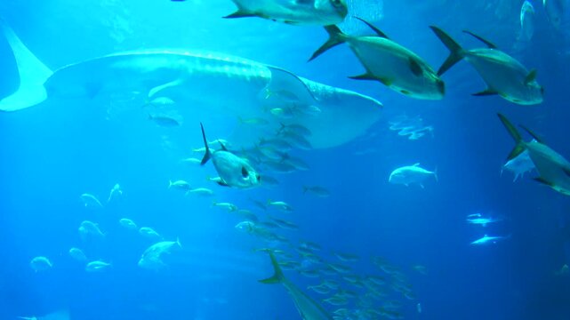 The Whale shark and schools of various tropical fish including Bigeye trevally and Japanese jack mackerel swimming underwater. Close up shot of Rhincodon typus. 4K 