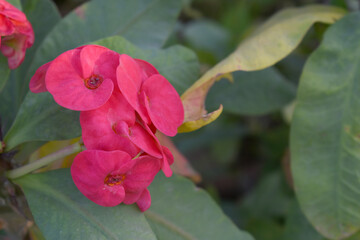 Close up of beautiful red Euphorbia milii, the crown of thorns, called Corona de Cristo. Crown of...