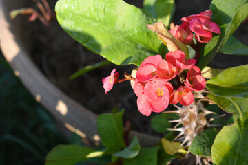 Close up of beautiful red Euphorbia milii, the crown of thorns, called Corona de Cristo. Crown of thorn flower. red Euphorbia milii flower in the garden, Blooming Euphorbia milii, bunch flowers shot