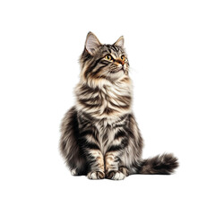 Obraz premium Majestic Maine Coon Cat Sitting and Looking Upwards