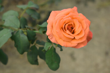 Beautiful orange rose flower closeup in garden, A very beautiful orange rose flower bloomed on the rose tree, Rose flower closeup, bloom flowers, Natural spring flower, Natural floral background,