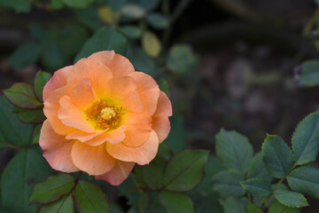 Beautiful orange rose flower closeup in garden, A very beautiful orange rose flower bloomed on the rose tree, Rose flower closeup, bloom flowers, Natural spring flower, Natural floral background,