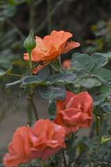 Beautiful orange rose flower closeup in garden, A very beautiful orange rose flower bloomed on the rose tree, Rose flower closeup, bloom flowers, Natural spring flower, Natural floral background,