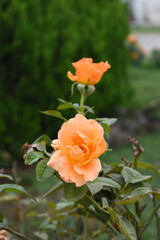 Beautiful orange rose flower closeup in garden, A very beautiful orange rose flower bloomed on the rose tree, Rose flower closeup, bloom flowers, Natural spring flower, Natural floral background,