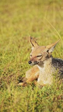 Vertical African Animals Shot of Jackal Portrait in Africa for Social Media on African Wildlife Safari, Black Backed Jackals Close Up Portrait Vertical Video for Instagram Reels and Tiktok