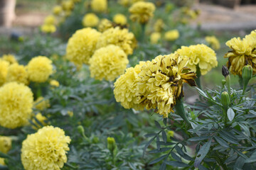Yellow marigold flower blossom in garden, Yellow Mari Gold flowers for decorate garden, Close up of beautiful Yellow marigold flower. Nature, Marigold flowers bloom in the morning, Marigold