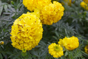 Yellow marigold flower blossom in garden, Yellow Mari Gold flowers for decorate garden, Close up of beautiful Yellow marigold flower. Nature, Marigold flowers bloom in the morning, Marigold