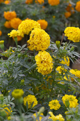 Yellow marigold flower blossom in garden, Yellow Mari Gold flowers for decorate garden, Close up of beautiful Yellow marigold flower. Nature, Marigold flowers bloom in the morning, Marigold
