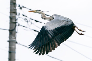街中の電線を背景に飛ぶアオサギ