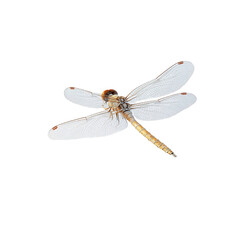 Stunning Close-Up of a Dragonfly in Flight Against a on white background