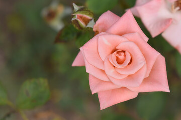 Beautiful pink rose flower closeup in garden, A very beautiful pink rose flower bloomed on the rose tree, Rose flower closeup, bloom flowers, Natural spring flower, Natural floral background, 