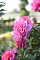 Beautiful pink rose flower closeup in garden, A very beautiful pink rose flower bloomed on the rose tree, Rose flower closeup, bloom flowers, Natural spring flower, Natural floral background, 