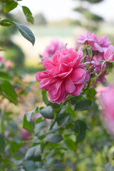 Beautiful pink rose flower closeup in garden, A very beautiful pink rose flower bloomed on the rose tree, Rose flower closeup, bloom flowers, Natural spring flower, Natural floral background, 