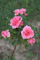 Beautiful pink rose flower closeup in garden, A very beautiful pink rose flower bloomed on the rose tree, Rose flower closeup, bloom flowers, Natural spring flower, Natural floral background, 