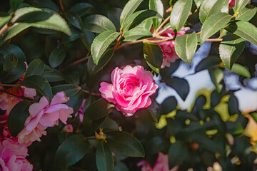 見福公園つばきの花15