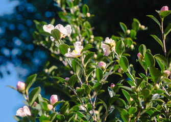 見福公園つばきの花2