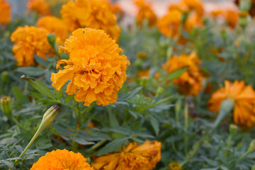 orange marigold flower blossom in garden, orange Mari Gold flowers for decorate garden, Close up of beautiful orange marigold flower. Nature, Marigold flowers bloom in the morning, Marigold