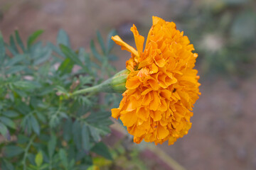 orange marigold flower blossom in garden, orange Mari Gold flowers for decorate garden, Close up of...