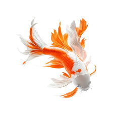 Obraz premium Elegant Koi Fish with Orange and White Fins, Isolated on on white background