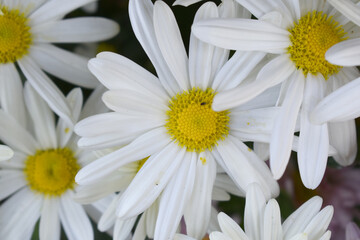 white Common daisy beautiful flowers with blur green background in garden, White beautiful daisies on a field in green grass, Oxeye daisy, Leucanthemum vulgare, Daisies, Dox-eye, Dog daisy in nature