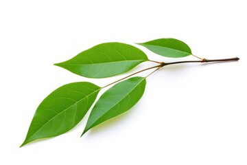 Leaf branch plant green.