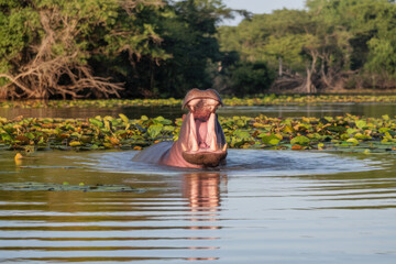 Hippo open muzzle in river water