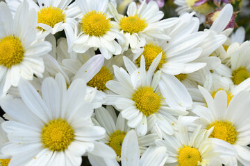 white Common daisy beautiful flowers with blur green background in garden, White beautiful daisies on a field in green grass, Oxeye daisy, Leucanthemum vulgare, Daisies, Dox-eye, Dog daisy in nature