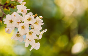 ソメイヨシノ桜44