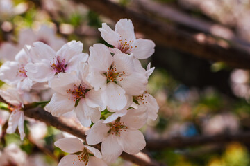 Fototapeta premium ソメイヨシノ桜42