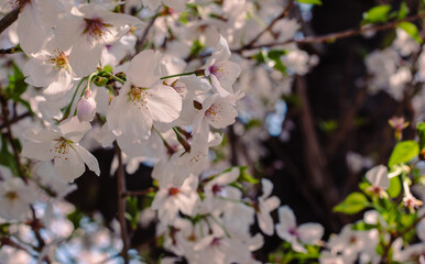 ソメイヨシノ桜36