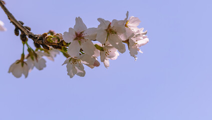 ソメイヨシノ桜34