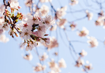 ソメイヨシノ桜19