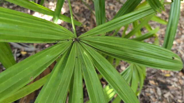 Close-up of a green leaf frond on a Lady Palm (Rhapis excelsa) plant in a tropical garden