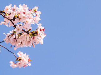 ソメイヨシノ桜8