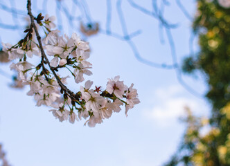 ソメイヨシノ桜11