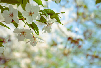 ソメイヨシノ桜3