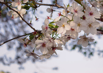 ソメイヨシノ桜1