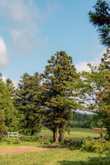 Jeju Mulyeongari Oreum Landscape