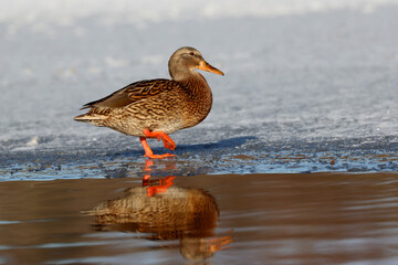 Mallard