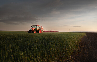 Fototapeta premium Tractor spraying pesticides wheat field.