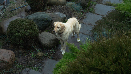 Obraz premium A loyal Anatolian Shepherd enjoys a sunny day in a private yard, showcasing its protective nature while being walked. This majestic dog thrives in a loving home environment.